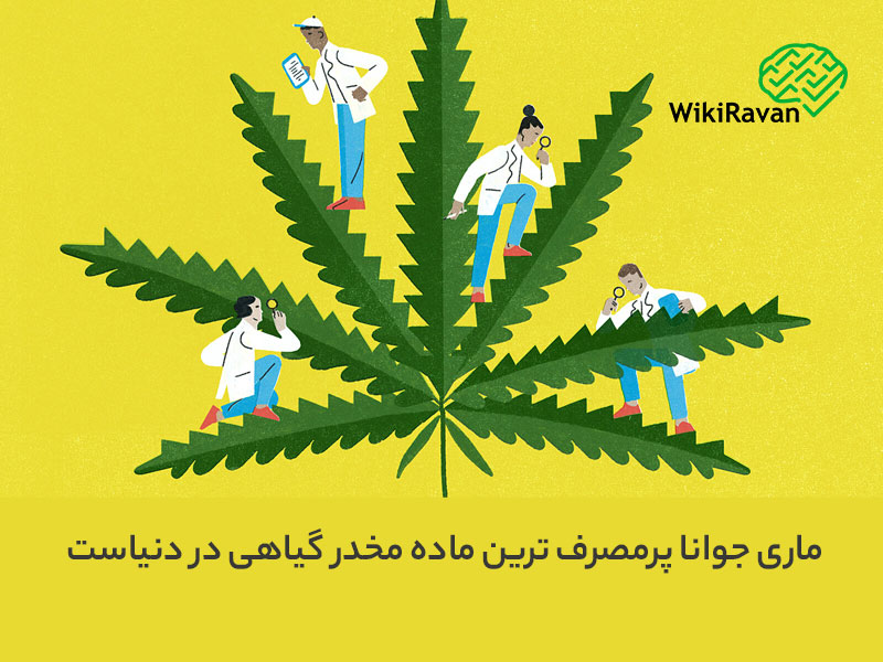 گیاه ماری جوانا