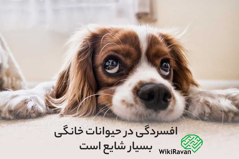افسردگی حیوانات چیست