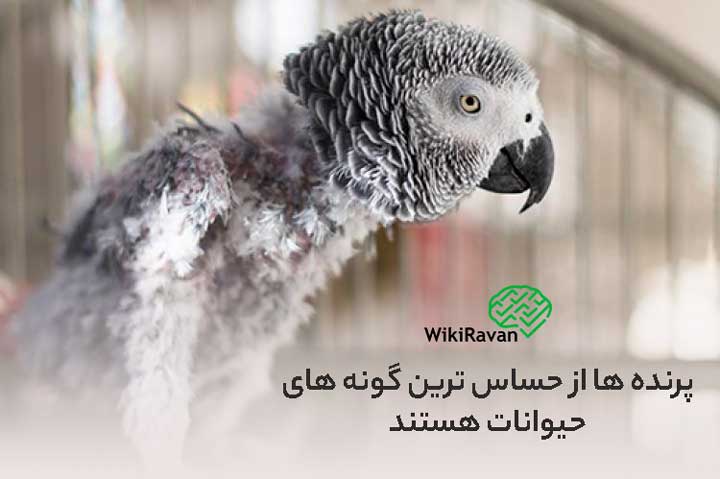 هلائم و نشانه های افسردگی در حیوانات چیست
